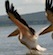 Pelicans landing, Lake Nakuru